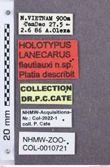 Etikette zu Lanecarus fleutiauxi (NHMW-ZOO-COL-0010721)